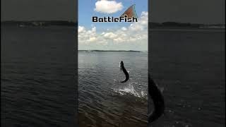 Tarpon Jump St Johns River [upl. by Treb]