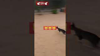 Cat attack bird birds pigeon pigeonlover kabutar status shortsubscribe kabootarbazi india [upl. by Norbel]