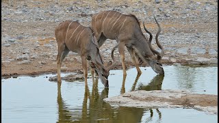 Africas Antelopes [upl. by Tamqrah]