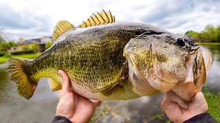 Ive NEVER Seen This Many GIANT Bass in a POND Bank Fishing [upl. by Lemej]