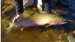 Fly Fishing the Methow River [upl. by Aivuy371]