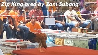 Serama Zam Subang  rooster Zip King at Kenyir Lake 2015 [upl. by Anaiviv391]