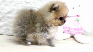 Boutique Teacup Puppies  Micro Teacup Pomeranians Tiniest Pom Puppies [upl. by Amathiste]