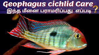 Geophagus cichlid  The Peaceful Cichlid  How to care Geophagus Fish  In Tamil  Aqua shots  AS [upl. by Idnic]