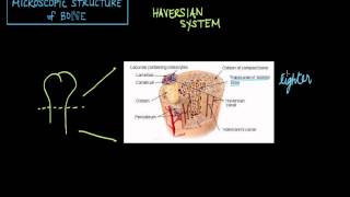 Microscopic Structure of Bone  the Haversian System [upl. by Olimac]