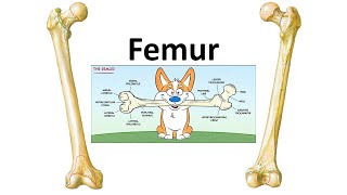 Femur Part1 Prof Dr Md Ashfaqur Rahman [upl. by Ellesig]