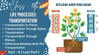 PART9TRANSPORTATION IN PLANTSCLASS10LIFE PROCESSESTRANSPORTATION checkmatescience5943 [upl. by Odele134]