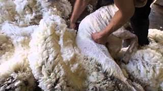 Merino sheep shearing Australia [upl. by Ahsimaj]