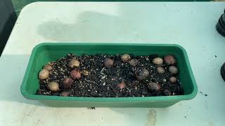 Growing Cycad seeds Propagating is fun [upl. by Chita93]