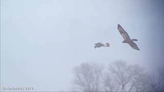 Ruigpootbuizerd  Roughlegged Buzzard  Buteo lagopus  Drentse Dijk Onlanden NL 09012019 [upl. by Aisyat557]