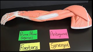 Functions of Agonists Prime movers Antagonists Fixators and Synergists [upl. by Sarah]