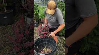 HOW TO TRIM your Barberry Shrub prune gardening [upl. by Sikram443]