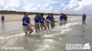 May 13 2015 Sea Turtle Release  Canaveral National Seashore Florida [upl. by Hirsch]