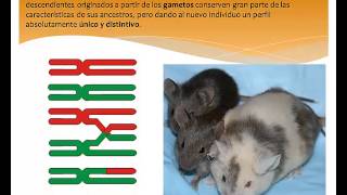 Importancia de la meiosis [upl. by Jabin]