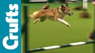 Agility  Team  Medium  Semi Finals  Crufts 2012 [upl. by Cortie]