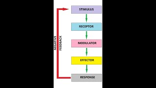 Stimulus Response model [upl. by Rosmarin]