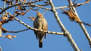 Canto da Tordoveia Turdus viscivorus Pateira em Espinhel16032017 [upl. by Pollitt]