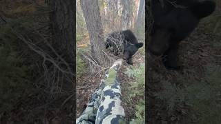 He’s just a curious little guy 😁 bear outdoors hunting camoflage woods blackbear wildlife [upl. by Fleur]