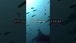 Scuba Diving Hotspots Dive into the Deep Blue 🌊🐠 shorts video scubadiving travel [upl. by Slrahc]