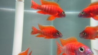 How To Breed African Cichlids [upl. by Okiman]