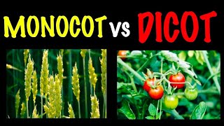 Monocot vs Dicot  Biology Educational info [upl. by Nihhi]