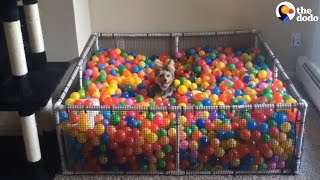 This Dog Really Loves Balls [upl. by Behah]