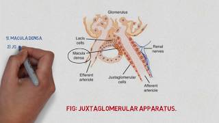 Juxtaglomerular apparatus  Easy notes [upl. by Eniale195]