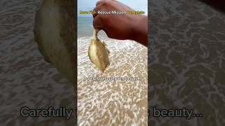 Rare Fish Rescue Saving Lives Returning to the Ocean 🤯 shorts viralvideo [upl. by Iline]