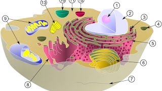 LES ORGANITES CELLULAIRES DÉFINITIONS ET RÔLES [upl. by Ylen]