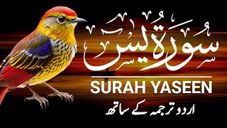 Surah Yaseen  Surah Yaseen With Urdu Translation  Episode  552 [upl. by Capello]