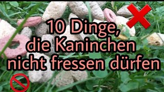 10 Dinge die du deinem Kaninchen nicht verfüttern solltest [upl. by Aelc]