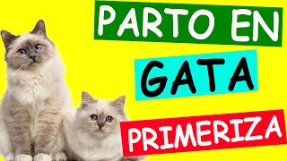 PARTO de una Gata PRIMERIZA TODO lo que debes SABER [upl. by Dlaregztif]