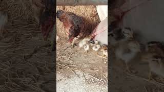 Hens and chicks eating birds chickcute cuteanimals animals [upl. by Ecidnac919]