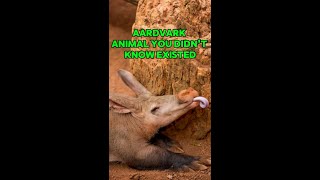 Aardvark  Animal You Didnt Know Existed nature animals africa snake [upl. by Berg]