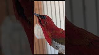 Tembakan kolibri sepah raja masterankolibri birds kolibrigacorfullisian kicaumania burung [upl. by Wadsworth]