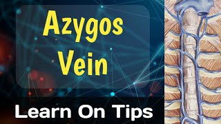 Azygos Vein [upl. by Lyrej551]