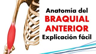 Anatomía del músculo BRAQUIAL ANTERIOR [upl. by Eidassac]