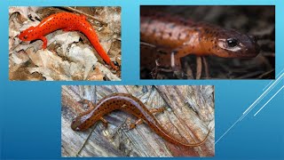 Salamanders of the Delaware River Watershed Bioindicators of Ecosystem Health [upl. by Ethelred183]