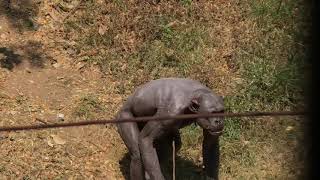 GURU the human like chimpanzee at Mysore Zoo being naughty 🙈 [upl. by Secnarf780]