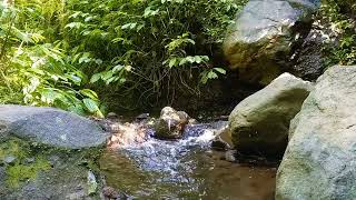 Relaxation with flowing river water birds chirping for better sleep meditatio [upl. by Bora]