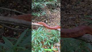 Brown Tree Snake Boiga irregularis shorts [upl. by Aieki]