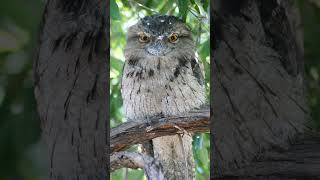 Tawny Frogmouth Podargus strigoides  Observed in Description [upl. by Dulcinea]