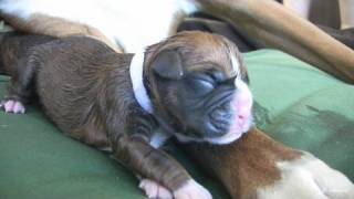 Amazing Puppy Birth Part 3 [upl. by Balthazar20]