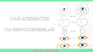 Vias aferentes Via espinocerebelar [upl. by Haisoj884]