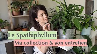 Le Spathiphyllum  ma collection  entretien [upl. by Nywra]