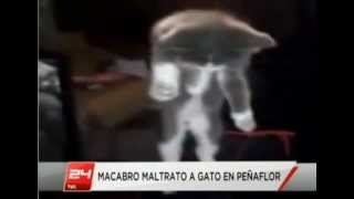 Video de maltrato a un gatito en Peñaflor provoca total repudio en las redes sociales Chile [upl. by Rick]