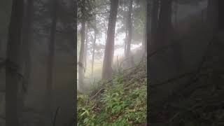 Mystischer Wald reise travel wandern motivation schweiz wonderful forest wald mystic fog [upl. by Llebasi]