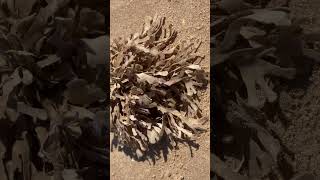 Horn wrack  looks like seaweed but is actually a colony of 1000s of animals call zooids hornwrack [upl. by Jankey188]