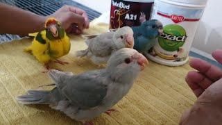 Different Methods To Hand Feed A Baby Bird  Kakariki Parakeet [upl. by Hun]