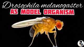 Drosophila melanogaster As a Model Organism paperpenbiology [upl. by Ettevroc96]